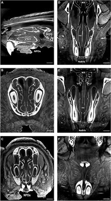 The Nasopalatine Ducts Are Required for Proper Pheromone Signaling in Mice